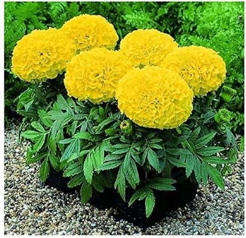 Yellow Marigold Plant
